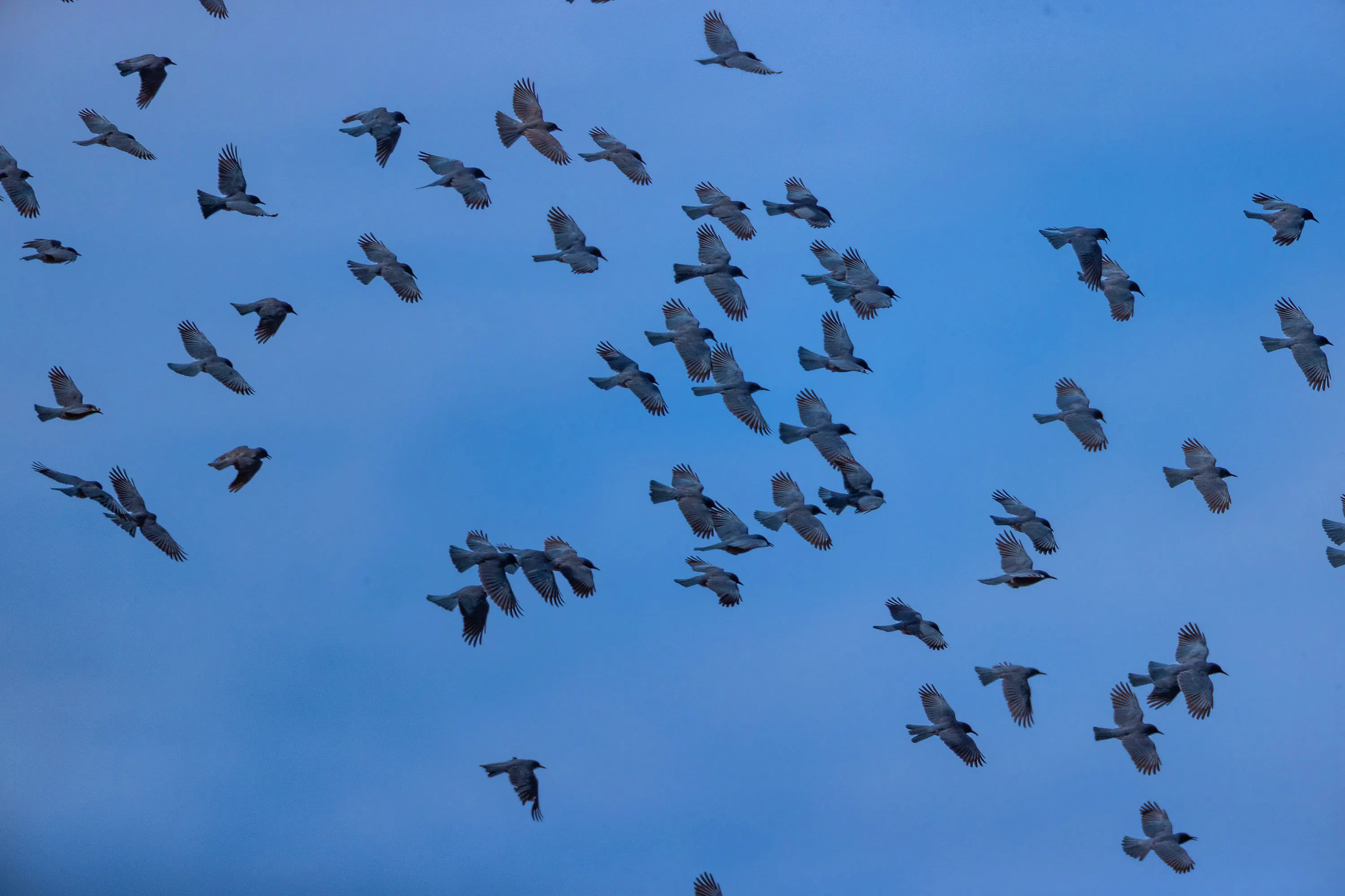 Pinyon Jay Defenders Of Wildlife